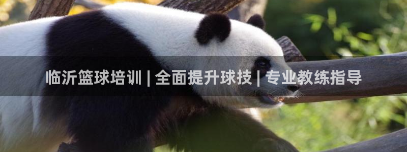 耀世娱乐平台官网下载：临沂篮球培训 | 全面提升球技